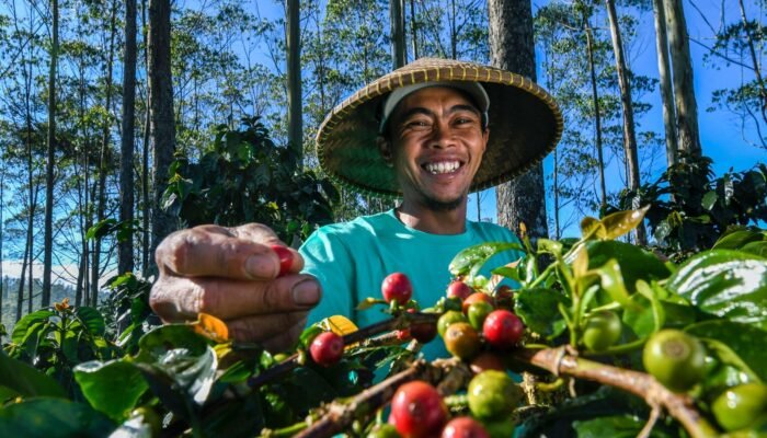 Peran Aktif BRI Dukung Ketahanan Pangan, Salurkan Kredit Senilai Rp199,83 Triliun di Sektor Pertanian