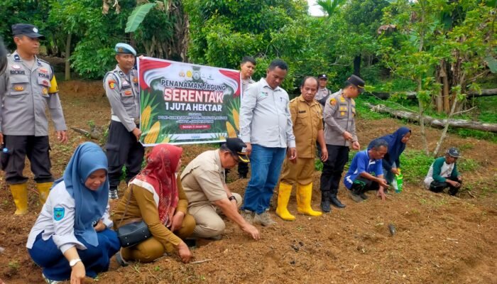 Sawahlunto Gerakkan Ketahanan Pangan: Pemdes Santur Tanam 2 Hektar Jagung